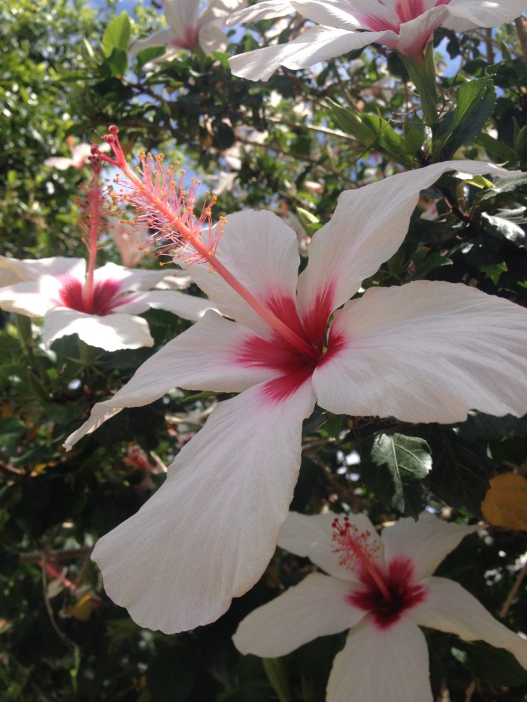 Hibiscus Tilosz szigeten