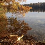 kityatartás Berlinben, mit kell tudni?