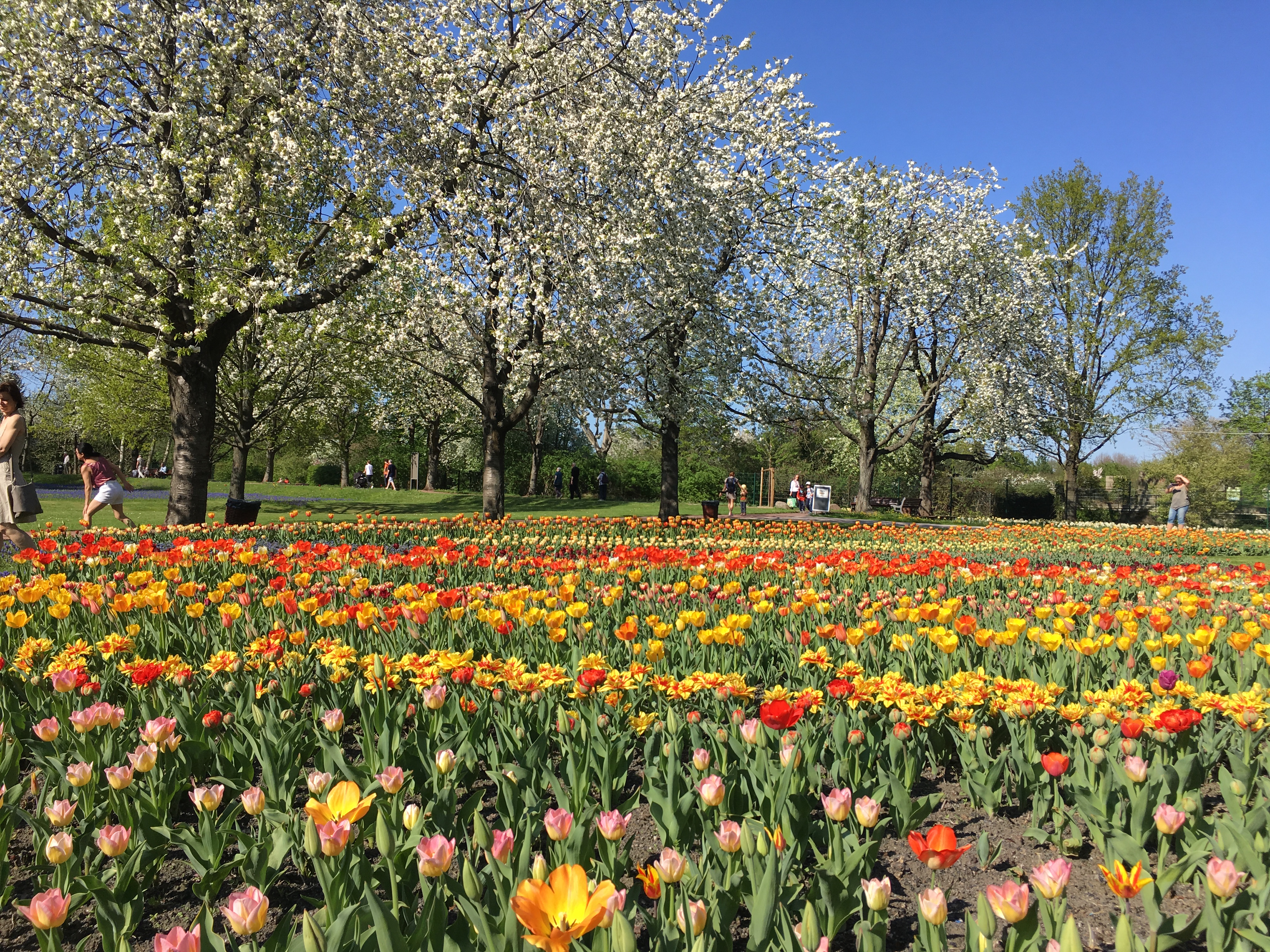 Az egyik legszebb berlini park: Britzer Garten