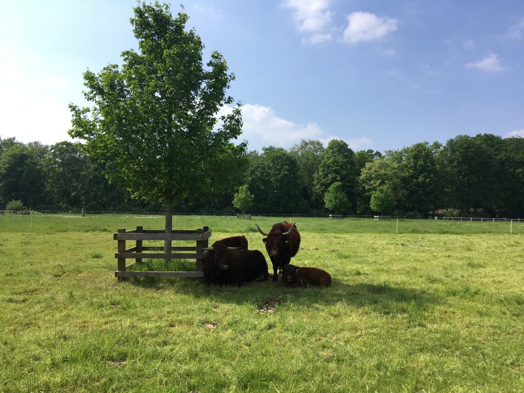 Berlini parkok: Britzer Garten