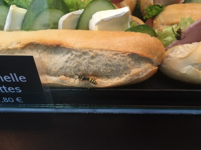 Ellepték Berlint a darazsak 🐝🐝🐝