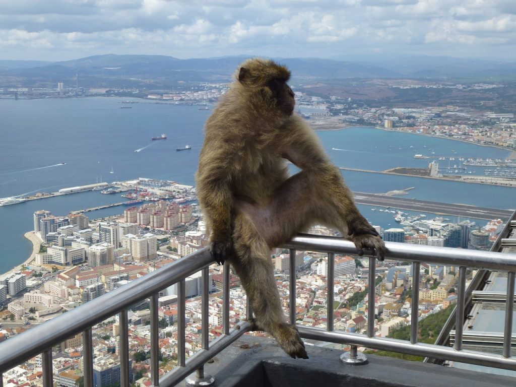 Andalúzia látnivalói: Gibraltári majom, aki fotóztatja magát :) 