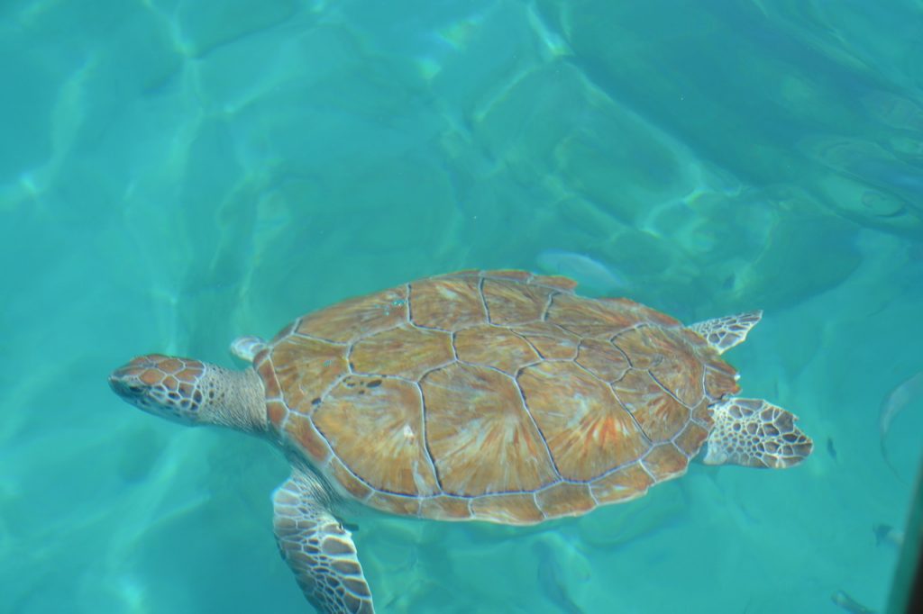 Barbados teknős