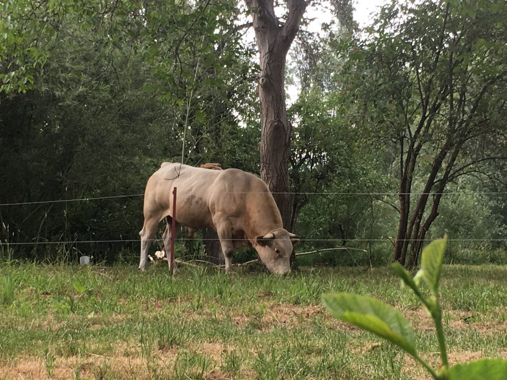 Spreewald - bika legel