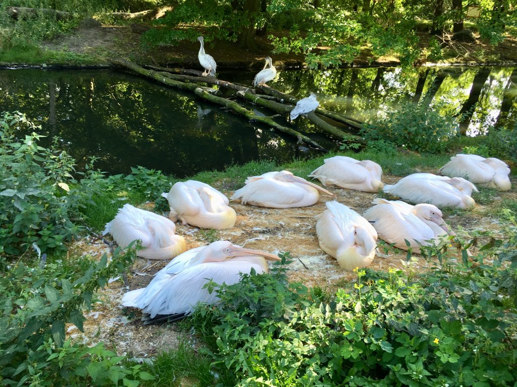 Flamingók a Tierpark Berlinben 