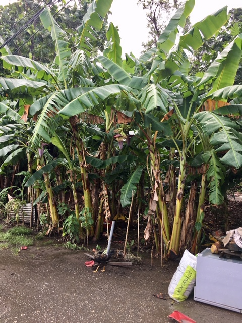 Guadeloupe élménybeszámoló - az út szélén kapirgál :)