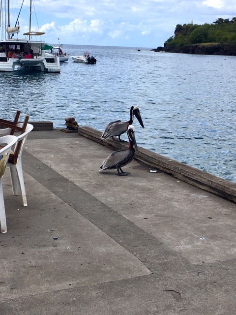 Potyaleső madarak :) Guadeloupe élménybeszámoló