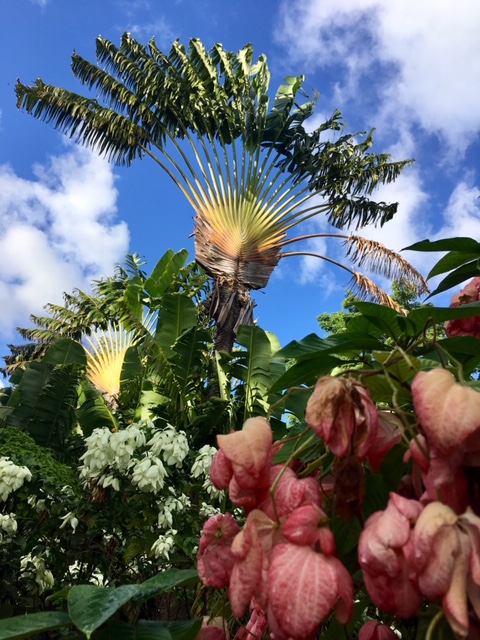 Guadeloupe élménybeszámoló - a deshaiesi botanikus kert egy csoda!