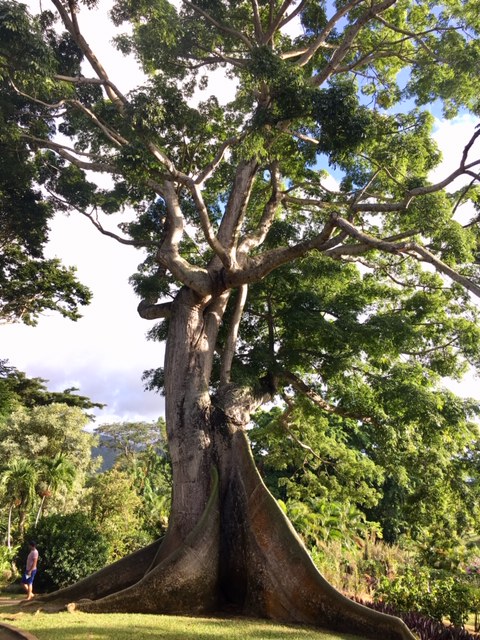 Deshaies botanikus kertben lévő hatalmas fa.