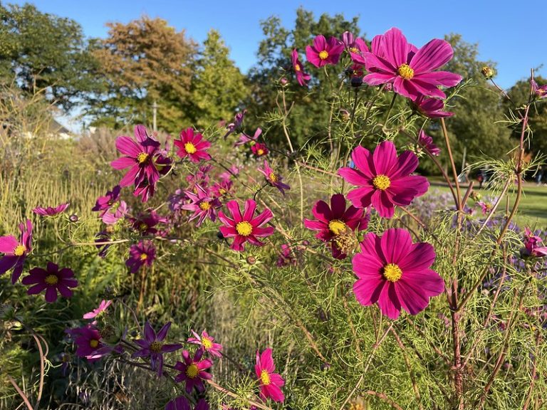 Ősz a Britzer Gartenben