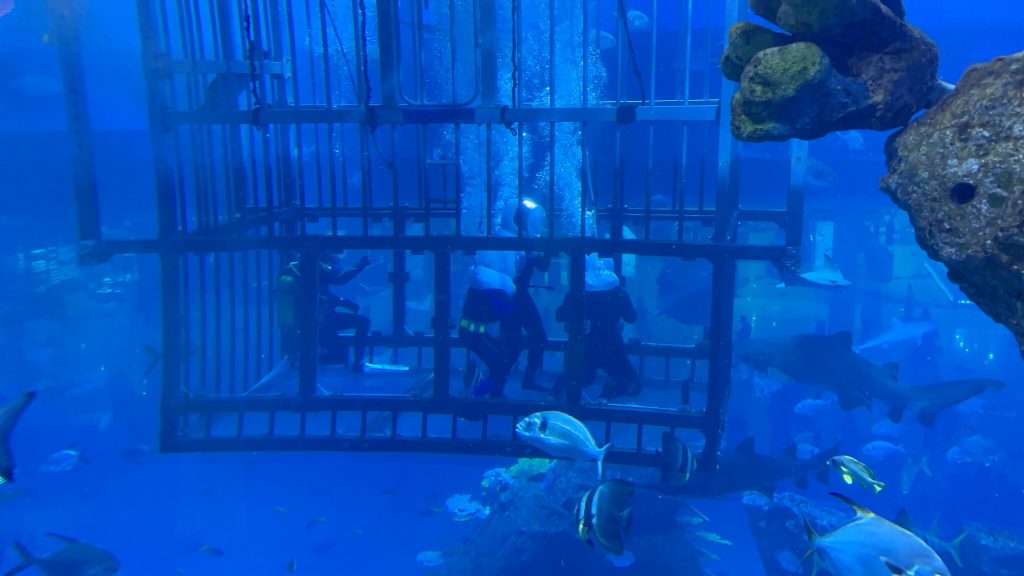 Cápát etetnek az akváriumban: dubai látnivalók