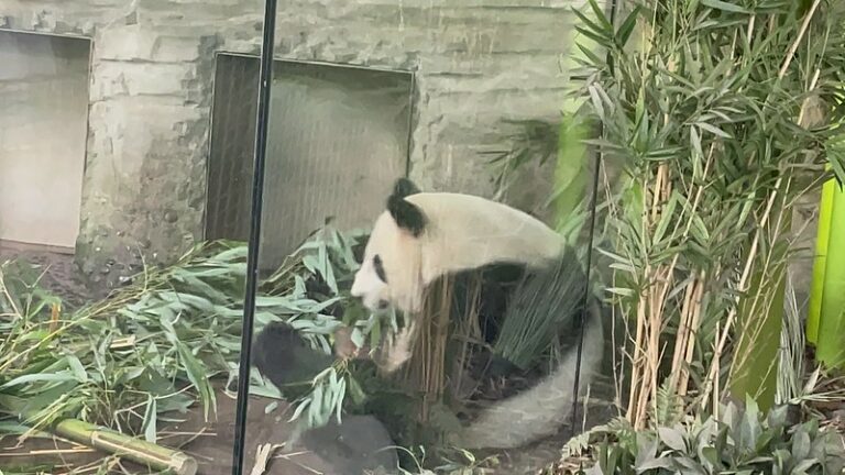 Állatkertben: Zoo Berlin, ahol még panda is van