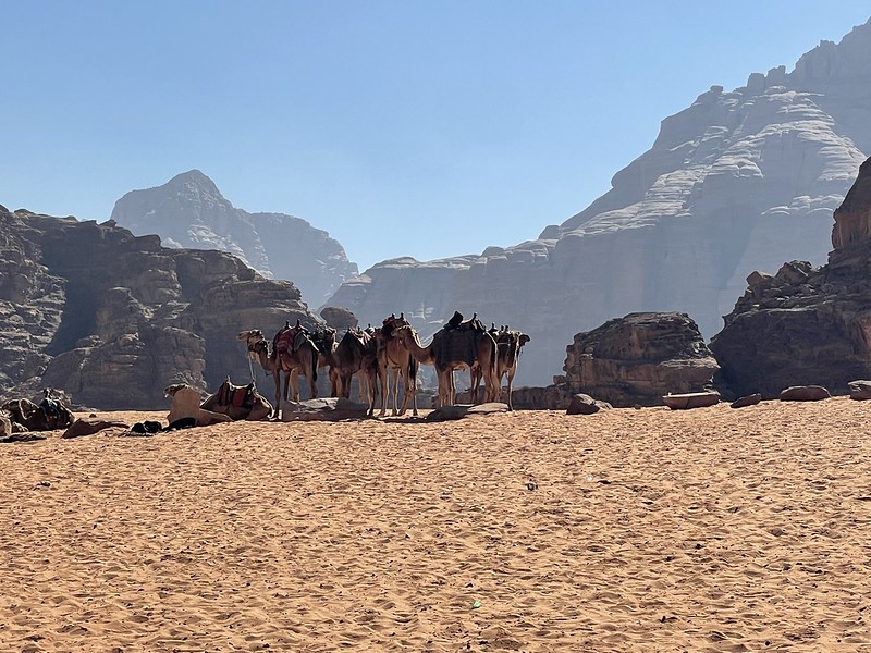 Wadi Rum és tevék