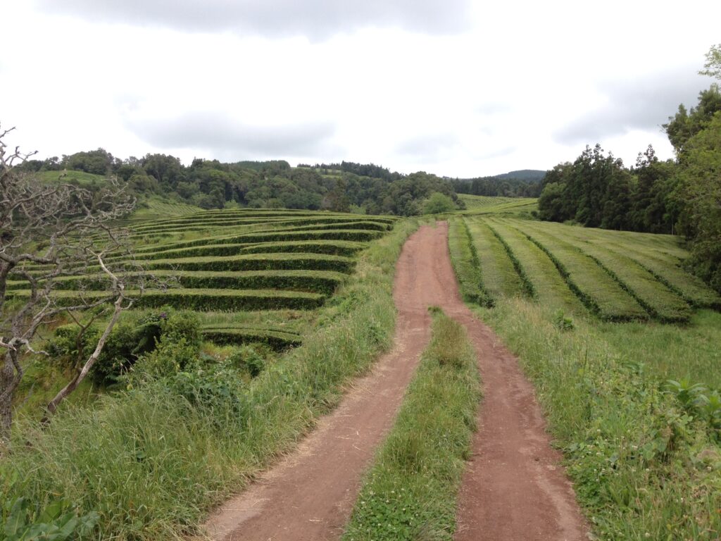 Teaföldek Sao Miguelen