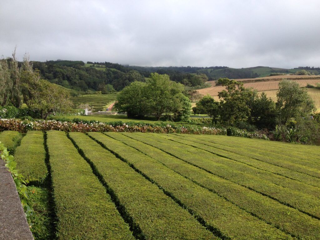 Teaföldek Sao Miguelen