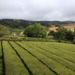 Teaföldek Sao Miguelen