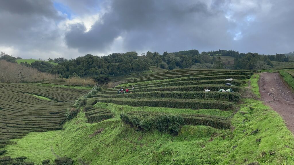 Teaföldek Sao Miguelen